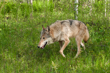 Naklejka na ściany i meble Grey Wolf (Canis lupus) Prowls Left Through Grasses