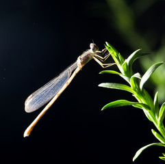 dragonfly night. macro