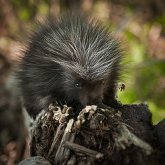 Naklejka premium Baby Porcupine (Erethizon dorsatum) Sniffs at Branch