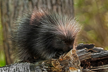 Baby Porcupine (Erethizon dorsatum) On Birch Branch