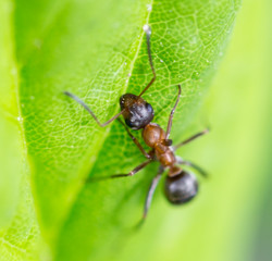 Bullet ant in the Jungle of amazonas river