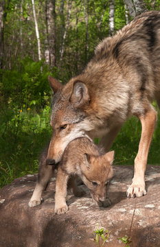 Grey Wolf (Canis lupus) Works to Pick up Pup