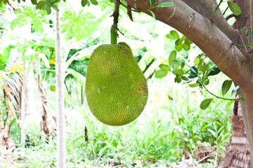 jack fruit on tree