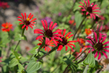 Garten-Zinnie (Blume)