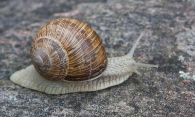 Schnecke