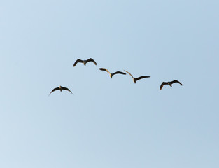 A flock of birds in the blue sky