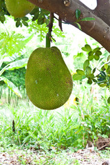 jack fruit on tree