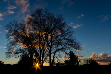 Fototapeta premium Sunsetting Winter Trees
