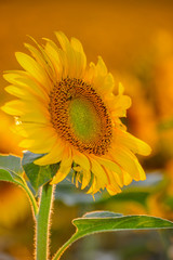 sunflower at sunset