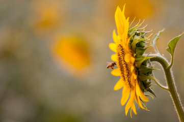 flying bee and sunflower