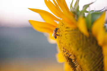 bee,on sunflower.