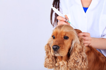 English cocker spaniel in veterinarian