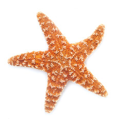 Starfish - 67687860