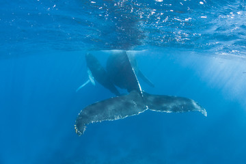 Fototapeta premium Humpback Whales 2