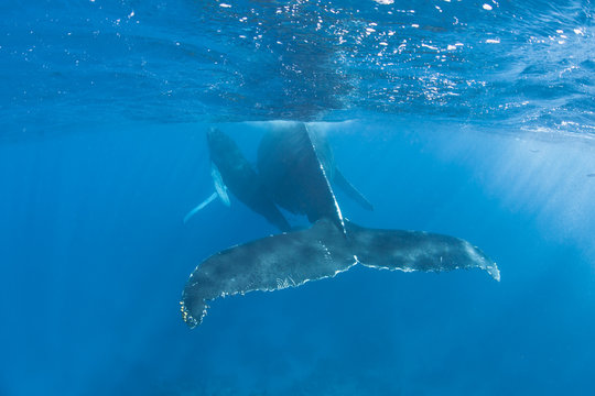 Humpback Whales 2