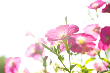 Fototapeta na wymiar Beautiful flowers in garden