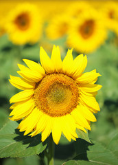 Beautiful sunflowers field