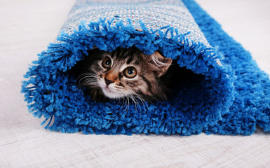 Beautiful kitten in rolled carpet, on light background