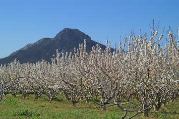 102154 Vergers au printemps