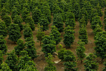 Fototapeta na wymiar Coffee field in south east of Brazil