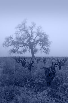 Blue Lodi Grapevines in Fog