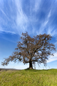 Lone California Oak Tree