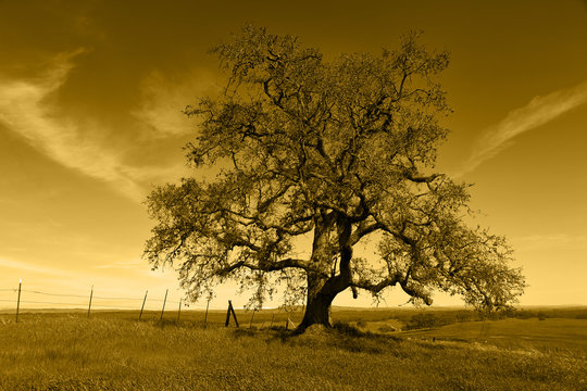 Lone Oak Tree Silhouette