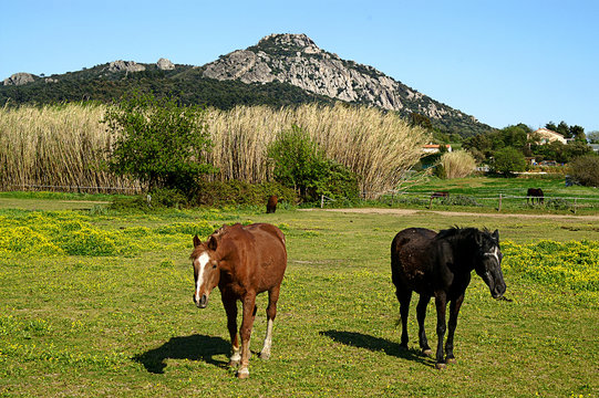 102162 Chevaux dans une prairie