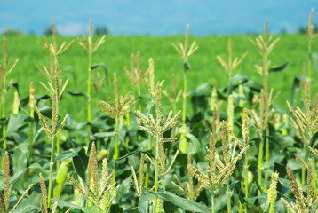 とうもろこし畑