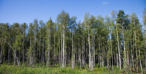 Stand of Birch Trees
