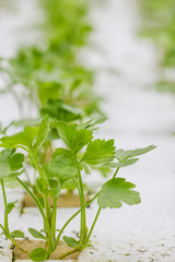 Celery vegetable in hydroponics farm