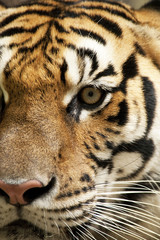 Part of a tiger face