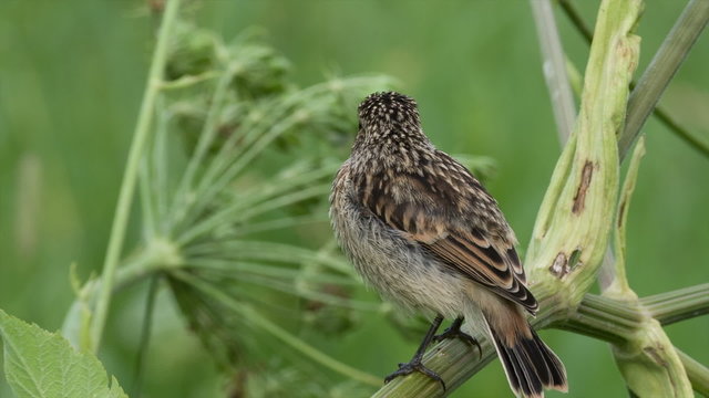 Fledgling stonechat sitting on a branch