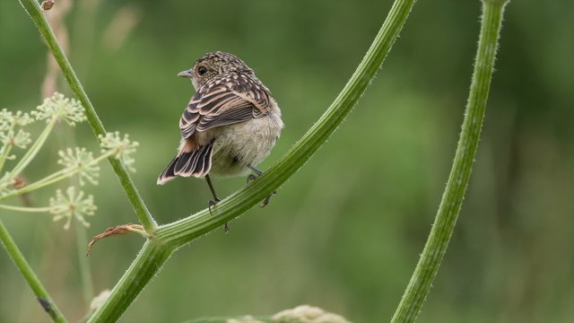 Fledgling stonechat sitting on a branch