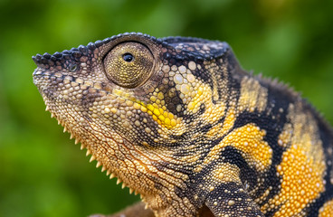 Endormi - Caméléon - 3980