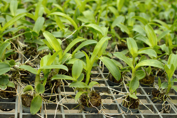 Orchid flower pots on a plant nursery in the orchid farm