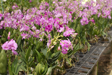 Orchid  flower pots  on sale in orchid farm thailand.