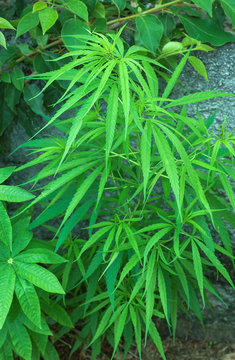 Zamal - Cannabis - Chanvre - La Réunion - 0289