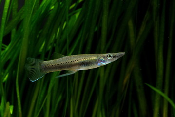 ベロネソックス　オス