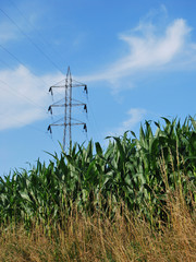 Pylône électrique et champ de maïs