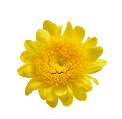 chrysanthemum isolated on a white background