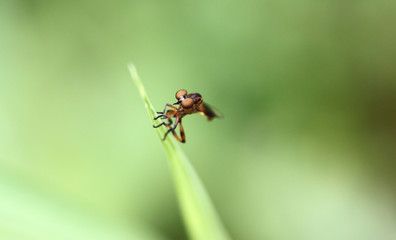 Small dragonflies on green leaf.