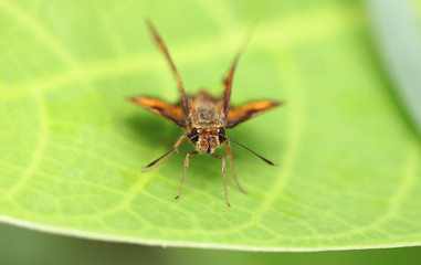 Brown insect on green leaf.