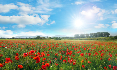 Klatschmohn-Wiese in der Pfalz :)
