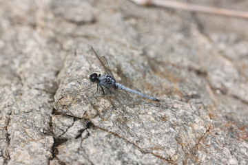 Spangled Skimmer Dragonfly on stone.