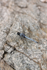 Spangled Skimmer Dragonfly on stone.