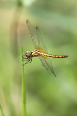 Orange dragonfly on top grass.