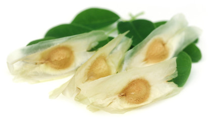 Moringa seeds with leaves