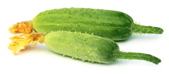 Young cucumber