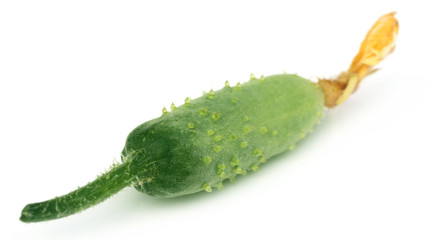 Young cucumber